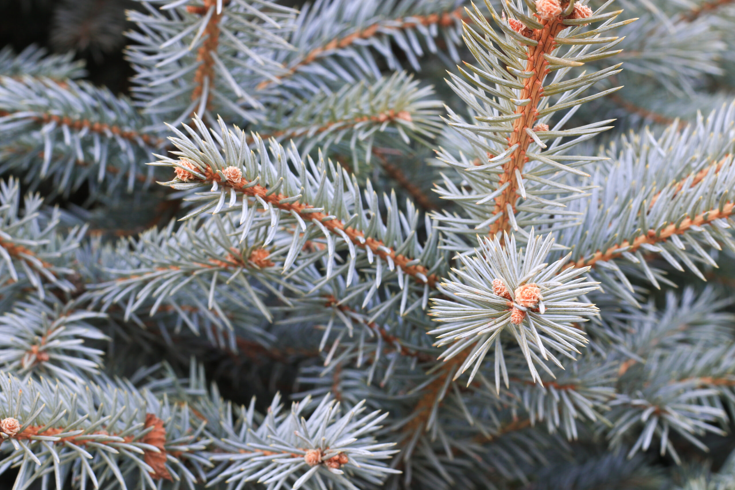 Closeup pine tree